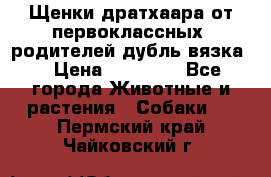 Щенки дратхаара от первоклассных  родителей(дубль вязка) › Цена ­ 22 000 - Все города Животные и растения » Собаки   . Пермский край,Чайковский г.